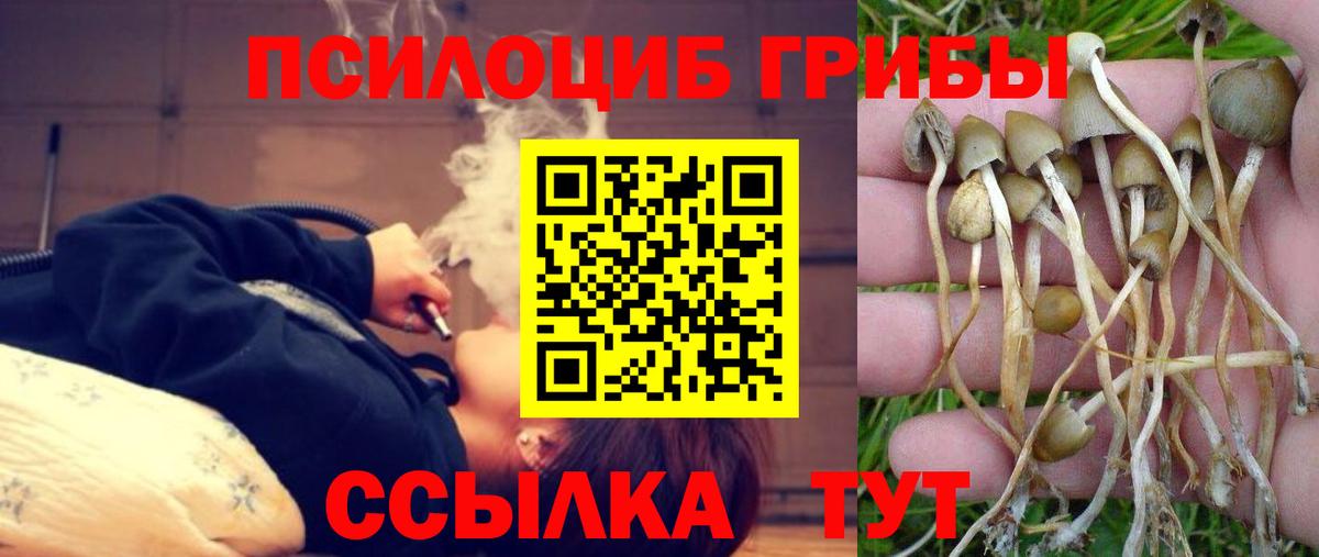 Псилоцибиновые грибы мицелий Котлас