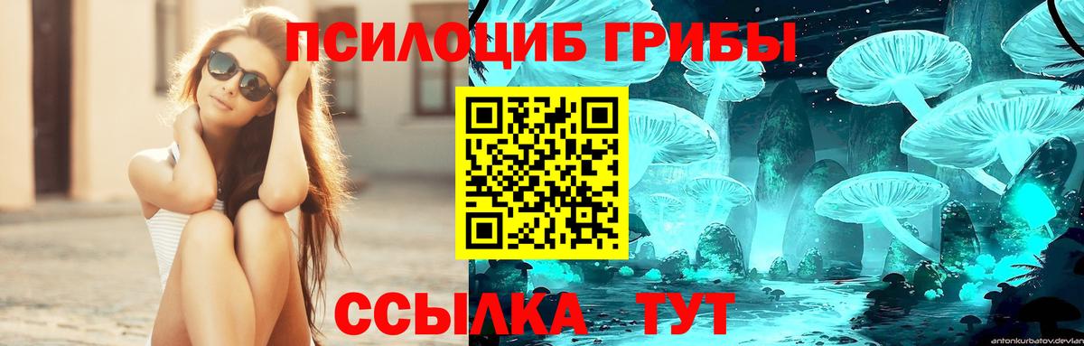 Котлас  Галлюциногенные грибы Psilocybe  Вход с VPN 